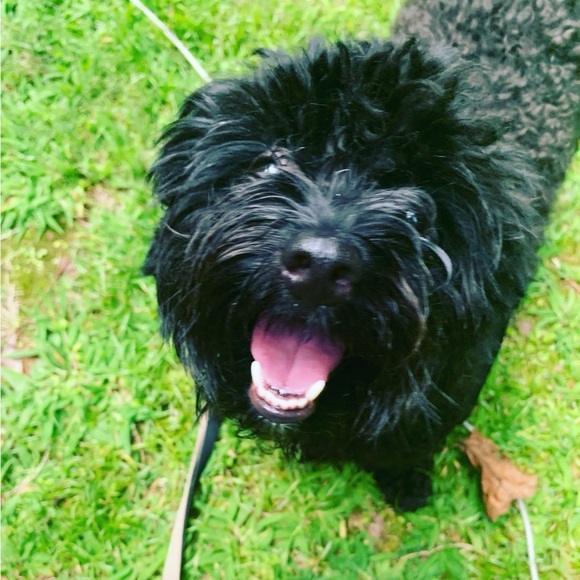 Meet your Posher, Amelia Blaska 🇺🇸❤️⚡️ - Picture 5 of 17